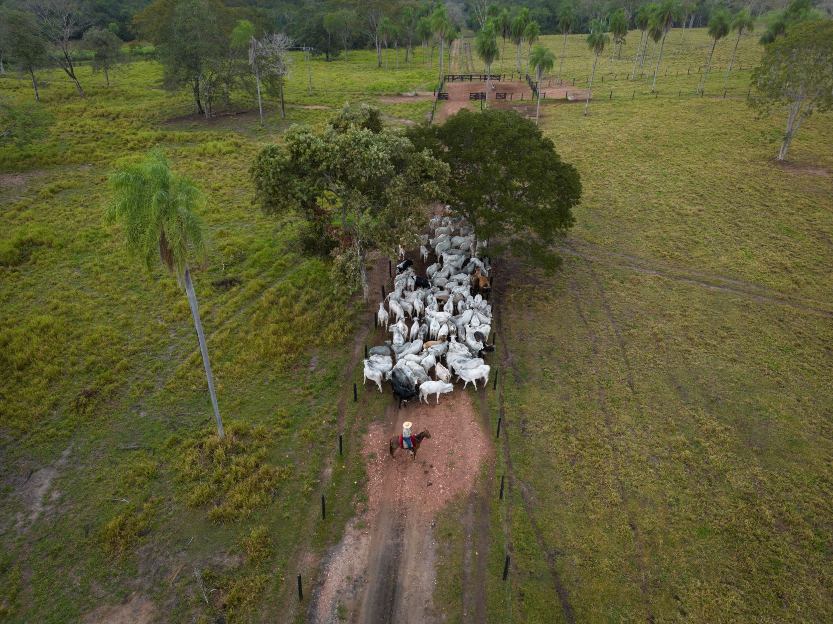 Dia do Pantanal: Cavalgadas são aventura certa para viver um pouco da  cultura do homem pantaneiro – Turismo MS