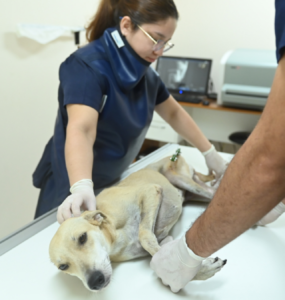 Instituição de ensino em Manaus oferece atendimento aos pets