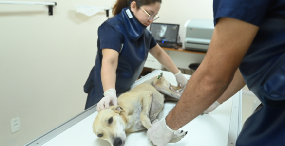 Instituição de ensino em Manaus oferece atendimento aos pets