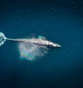 Como funciona o whaling, tática de cibercrime que mira C-Levels e diretores