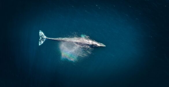 Como funciona o whaling, tática de cibercrime que mira C-Levels e diretores