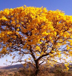 Primavera proporciona um colorido diferente na paisagem