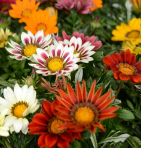 Festa de Flores e Morangos fortalece o agricultor rural