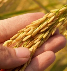 Garantir sucessão na agricultura familiar enfrenta desafios