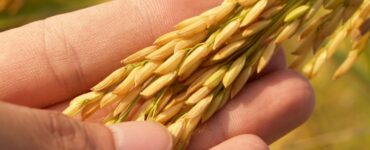 Garantir sucessão na agricultura familiar enfrenta desafios