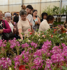 Festa de Flores e Morangos atrai 80 mil visitantes