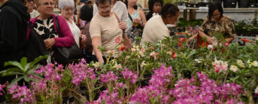 Festa de Flores e Morangos atrai 80 mil visitantes