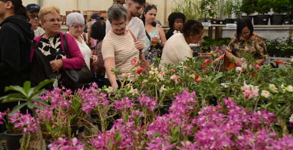 Festa de Flores e Morangos atrai 80 mil visitantes