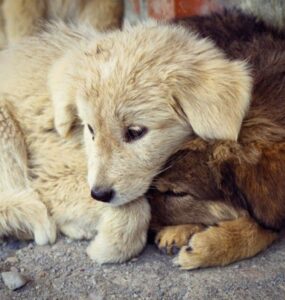 Campanha educativa visa reduzir o número de animais abandonados