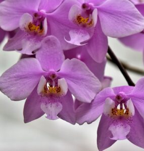 Cultivo de orquídeas em escritórios traz benefícios para a saúde
