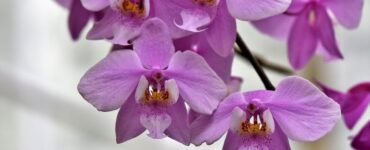 Cultivo de orquídeas em escritórios traz benefícios para a saúde