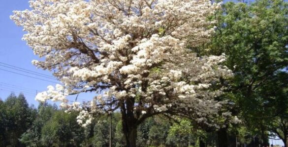 Dia da Árvore visa conscientizar sobre a importância da preservação ambiental