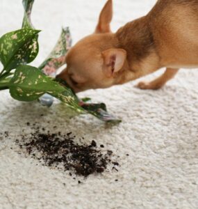 Especialista da Hill's alerta para os cuidados com cães e gatos na primavera
