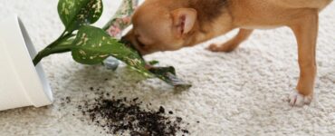 Especialista da Hill's alerta para os cuidados com cães e gatos na primavera