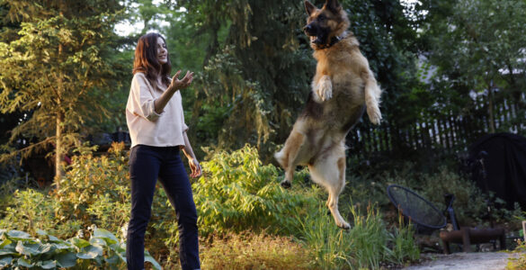 Obesidade compromete as articulações dos cães