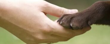 Dia Nacional de Adotar um Animal chega a 24ª edição