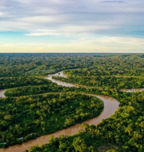 Cultivo da palma recupera áreas degradadas da Amazônia