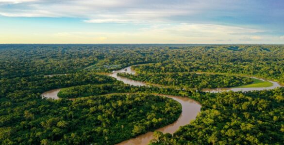 Cultivo da palma recupera áreas degradadas da Amazônia