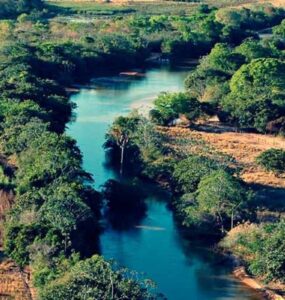 Dia do Cerrado é comemorado em 11 de setembro