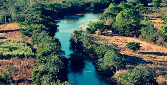 Dia do Cerrado é comemorado em 11 de setembro