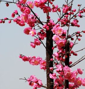 Primavera é a estação do ano marcada pelo florescimento das plantas