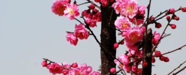 Primavera é a estação do ano marcada pelo florescimento das plantas