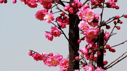 Primavera é a estação do ano marcada pelo florescimento das plantas