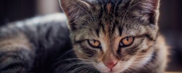 Outubro rosa pet alerta sobre a importância do diagnóstico precoce