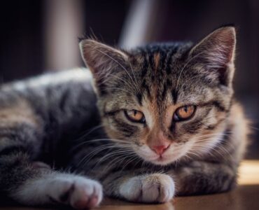 Outubro rosa pet alerta sobre a importância do diagnóstico precoce