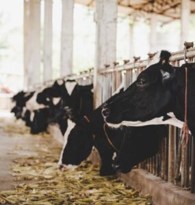 Escovas especiais oferecem higiene e eficiência à agropecuária