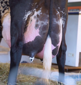 Girolando produz mais de 100kg de leite em duas ordenhas