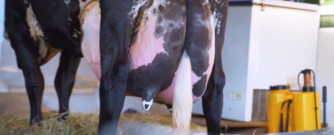 Girolando produz mais de 100kg de leite em duas ordenhas
