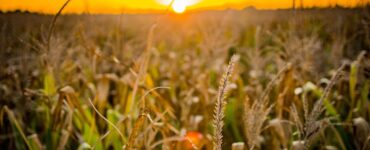 Evento reunirá nomes do marketing no agro nacional