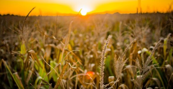 Evento reunirá nomes do marketing no agro nacional