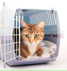 Viagem de avião com pets exige planejamento especial