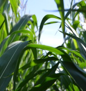BRICS: liderança do Brasil pode ser boa para o agrobusiness