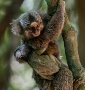 Destinos sustentáveis permitem vivenciar experiências próximas da natureza