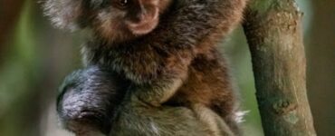 Destinos sustentáveis permitem vivenciar experiências próximas da natureza