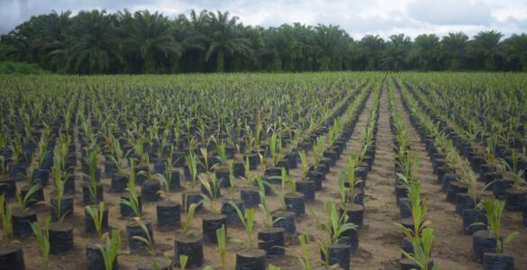 Grupo BBF contribui com agricultura sustentável na Amazônia