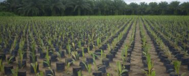 Grupo BBF contibui com agricultura sustentável na Amazônia