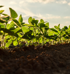 Agronegócio Estrondo inicia semeadura da safra 2025