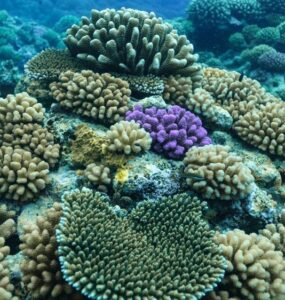 Protetores reef safe promovem proteção da pele e dos corais