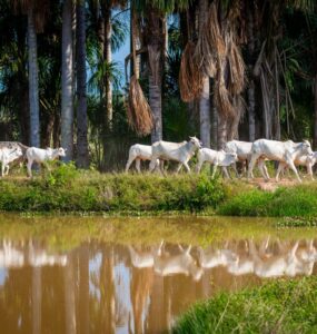 Parintins Agropecuária estará presente na Expoferr