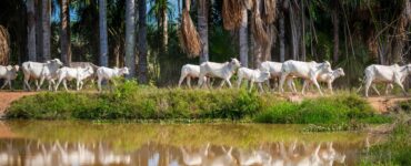 Parintins Agropecuária estará presente na Expoferr