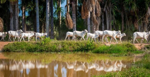 Parintins Agropecuária estará presente na Expoferr