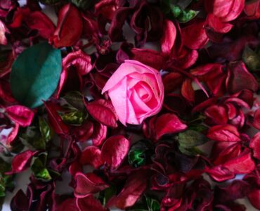 Homens e mulheres empatam na compra de flores, segundo Giuliana Flores
