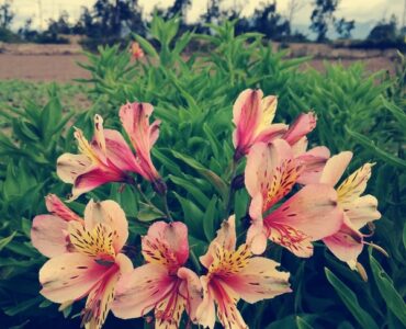 Astromélias se mostram opções viáveis para decoração, mas exigem cuidados