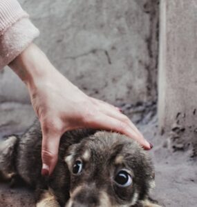 Comemorações com fogos de artifício são traumáticas para os pets