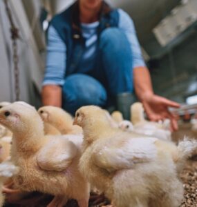 Do campo à mesa: o produtor é a chave para uma ceia segura