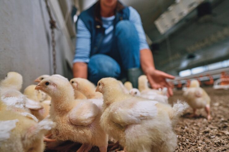 Do campo à mesa: o produtor é a chave para uma ceia segura